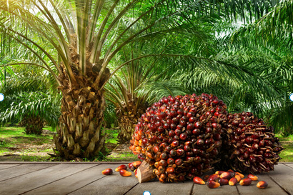 How To Start A Palm Oil Business In Nigeria 2024 (Updated 2024)